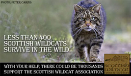 Scotish WIldcat Association - Visit Website