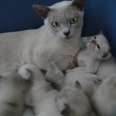 Loving Burmese Kittens for Sale at MeoWoff Kittens & Puppies in