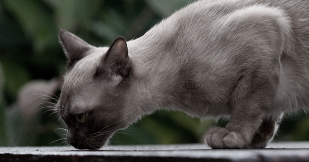 leaburmese cats