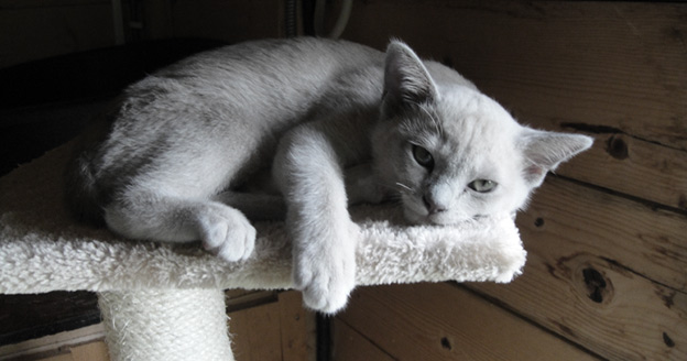 leaburmese cats