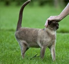 Lea Burmese Cats