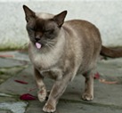 Lea Burmese Cats